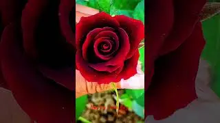 Happy Rose day 2023🥰