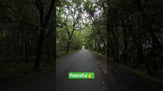 Peaceful Nature 😊  #peace #nature #forest #jungle#naturelovers #zeropollution#enjoy#peacefulvibes