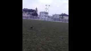 Lassie tricks 2