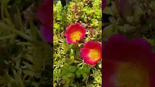 sunny day and blooming happily#portulaca#flowers# homegardening