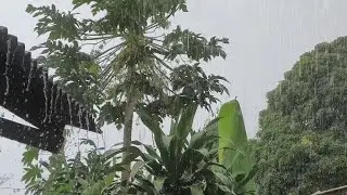 SUPER HEAVY RAIN SOUNDS FOR SLEEP 🌧️ Deep Sleep Rain Noise • Fall Asleep Fast • Insomnia Relief