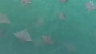 Leopard Stingray , Key Biscayne Bay