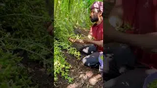 Cardamom cultivation 🌿#cardamom #spices #kerala #nature #work #life #job #tourism #agri
