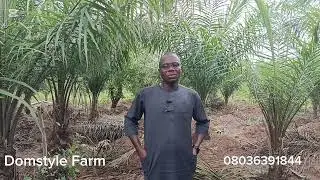 The importance of Pruning/ Trimming your Palm Trees 🌴🌴🌴