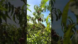 Peach tree full of fruit in Katoomba in Blue Mountains in Australia