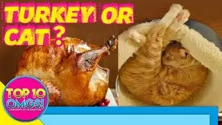 Top 10 Funny Cats Sleeping In Weird Positions