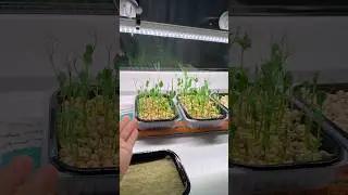 Как я проращиваю горох для микрозелени. Купила второй вид гороха для сравнения