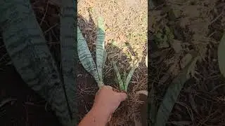 Which plant to start selling in my opinion.  #gardensoil #backyardnursery #houseplant