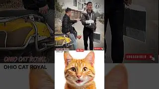 #cat #funny #trending
