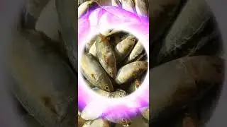 fish video 2024 🐟😲 fish video 2024 #fish #fishing #fishinglife #aquarium #nature #food #fishtank