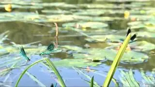 Libellenflug - Geb&auml;nderte Prachtlibellen (Calopteryx splendens) im Zeitraffer
