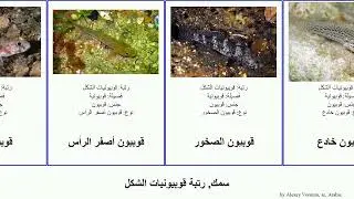 سمك, رتبة قوبيونيات الشكل fish سمكة ذري قزم One قوبيوناويات أسود نطاط خادع القوبيون نؤوم Trail
