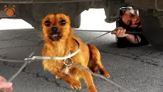 Daring Dog's GREAT ESCAPE Outsmarts Rescuers On a Busy Street!