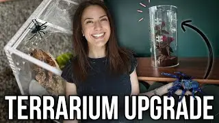 TEDDY THE TARANTULA GETS A MANSION | they almost escaped!!