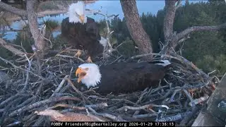 Jackie and Shadow, the third egg is not laid 29.01.2026 @FOBBVCAM