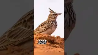 5000bce  lark bird #shorts ##