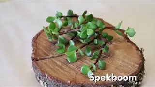 Interesting Ingredients - spekboom