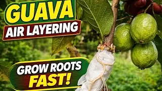 Guava Air Layering Method | Grow Strong Roots Fast | 100% Success Fruit Plant
