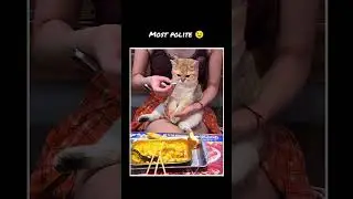 Most gentleman cat 😺🐾 #catmemes #relatable #wholesome #funnycats #catsofinstagram #catlife #shorts