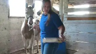 Sept. 9th, 2016 deworming with Strongid 4293