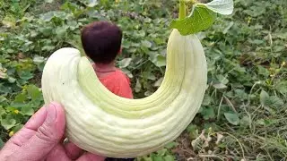 The little boy saw the charm of nature in the vegetable field #vegetables
