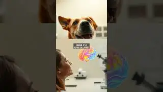 Can Dogs Really Read Your Emotions? The Science Behind Their Facial Recognition Skills