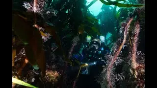 Pocoroch: long term monitoring and research network on NE Atlantic reef fish