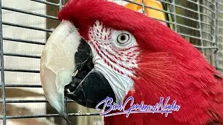 Kowia Jon Visits the Bird Gardens of Naples, Florida