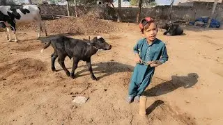 Buffalo baby running | Buffalo baby video | Chacha Bhatija