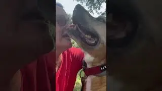 Rearranged my life !!!! #deborah #lovewhatyoudo #dog #dogwalker #love #utubeshorts #joy