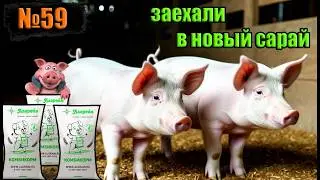 №59 Еще у двух свинок новоселье / опорос свиноматки дюрок /  приобрел корма