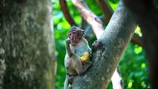 Sharing Something to Monkey Ellen And Little Girl Elayna