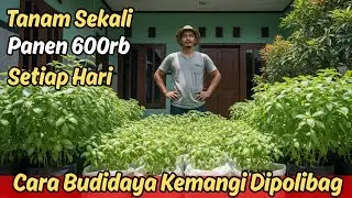 Cuma Tanam Sekali‼️Panen 600ribu Setiap Hari‼️Cara Budidaya Kemangi Dipolibag, hanya Dihalaman Rumah
