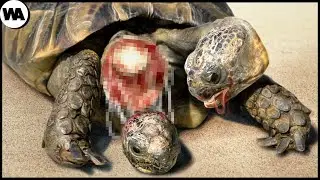The Most Stupid Things Animals Do