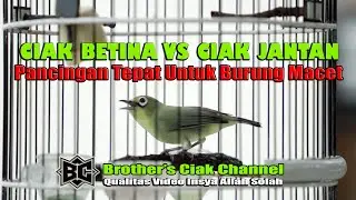 CIAK BETINA VS CIAK JANTAN||TEPAT UNTUK MANCING KECIAL MACET||100% JITU BANGET