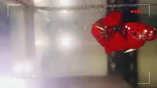 Cupang Red Koi Galaxy