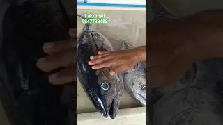 Dolphin's friend 👌 #fishing #seafoodprep #fish #food #seafood