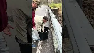 Huge rainbow trout getting stocked in West Virginia on Three Forks Creek