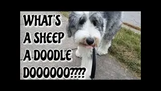 WHAT'S A SHEEPADOODLE? | MEET MAGGIE MAY | MEET THE DOGS | Dog Guy Darin | DOG INFO VIDEO DEC 2020