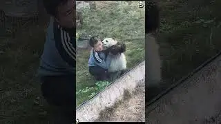 Cute and Funny Panda Fails 🐼 #FunnyPanda #CutePanda #NaughtyPanda #PandaLove