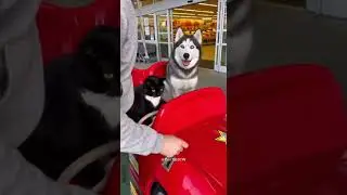 Mom said it would only take 5 mins...🚗🙄#shorts #funny #pets