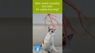 Survive Online Classes: Time Management Tips for Anxious Students (Cat approved) 💡 🤓 🖥️ 😺