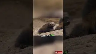 Wolverine isn't afraid to fight a bear for its food.