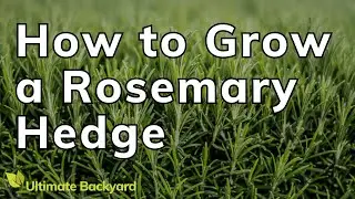How to Grow a Rosemary Hedge