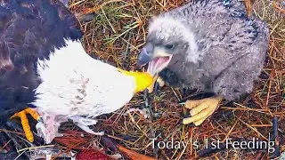 #215🦅E26🐥28°／SWFL Bald Eagle Nest 2025-2026／F23💗M15／Powerd by Southwest Florida Eagle Cam