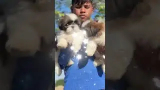 Shitzu  Puppies Sale in Ahmadabad, Gujarat and All Over India Delivery 📞6352527549