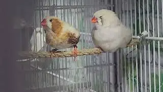 Aplicación de genética - Diamante mandarin.