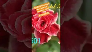 Thailand imported new varieties adenium available now ||Aaramamflowers||9037347179||