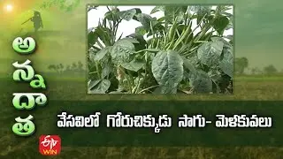 వేసవిలో  గోరుచిక్కుడు సాగు మెళకువలు | Tips for cluster bean cultivation in summer | ETV