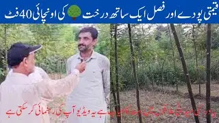 Malabar neem farming in South Punjab Pakistan. Highly profitable farming for farmers of all Pakistan
